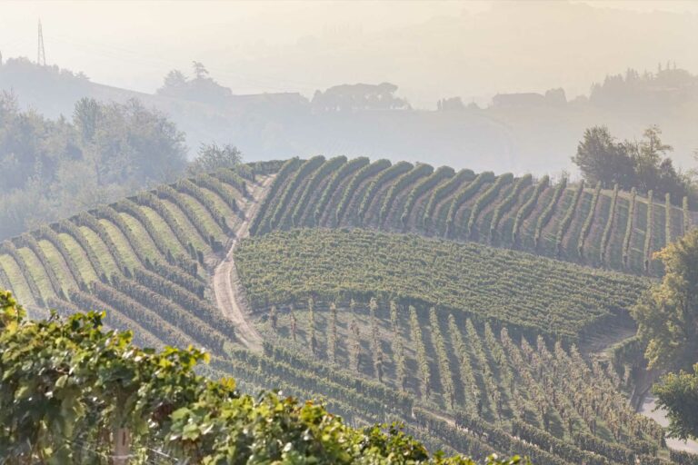 Wijnvelden Italië